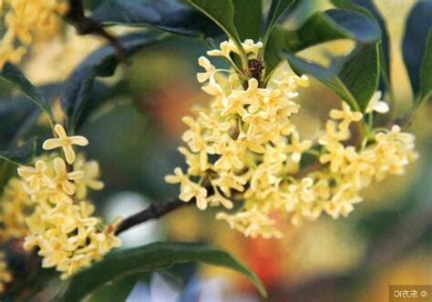 門口種桂花|桂花種植指南：微酸土壤、適當澆水、適度遮蔭，打造。